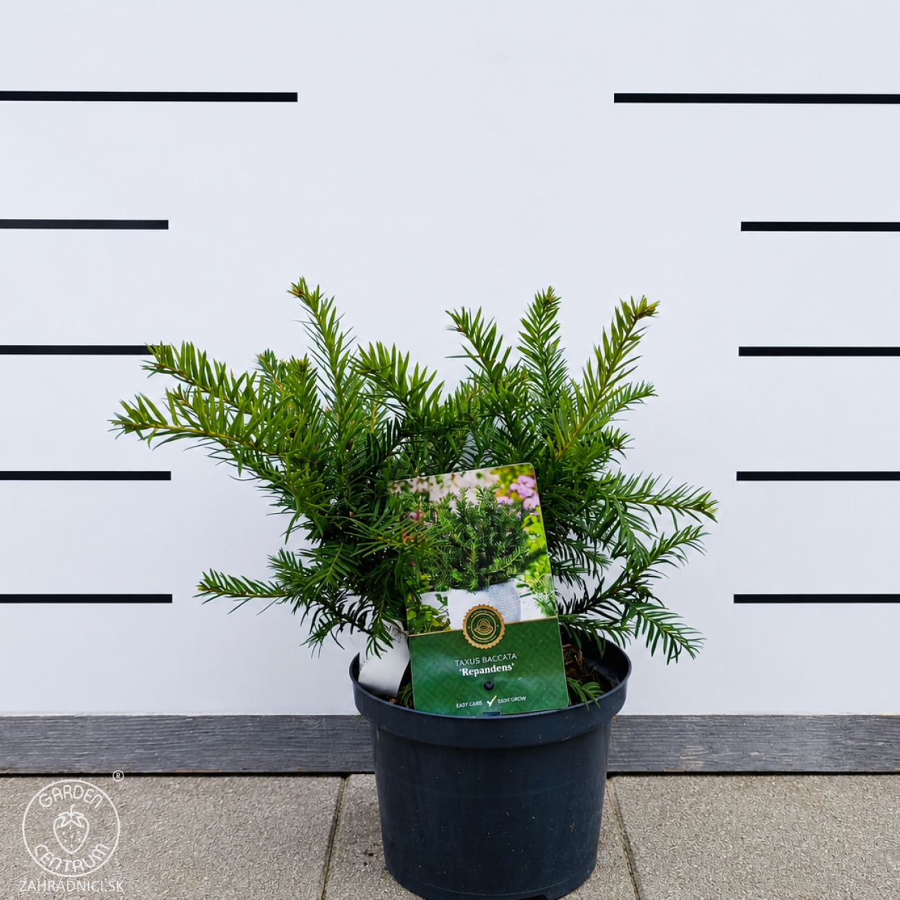 Obrázok Tis obyčajný (Taxus baccata ) ‘REPANDENS’ – výška 20-40 cm, kont. C3L